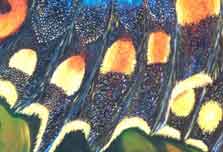 Black Swallowtail
